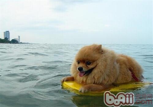 夏天戴狗狗泅水须要注沉哪些问题