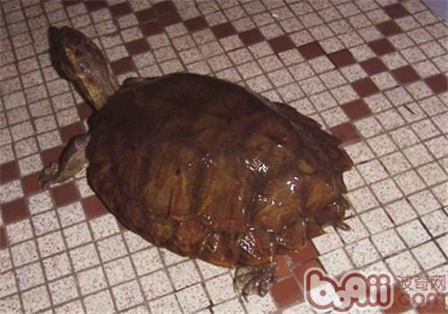 马来果龟的豢养重心