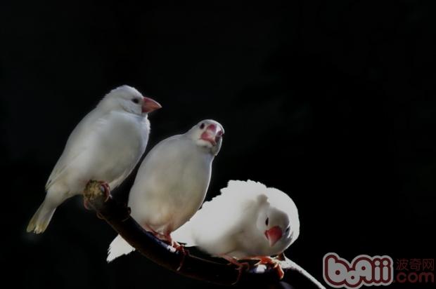 白文鸟豢养用具的注沉事项