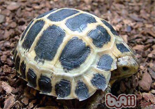特拉凡是柯陆龟的外表特性