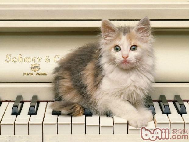 怎么样处置宠物猫排泄物