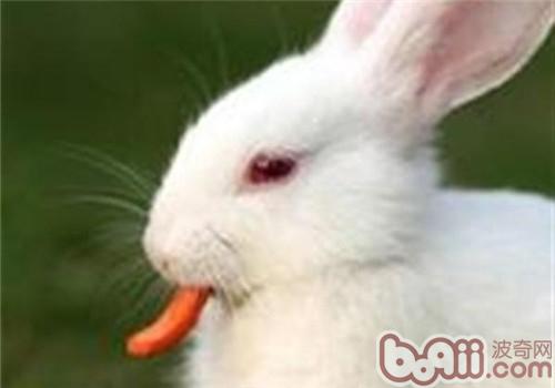 佛州表露兔的表面特性
