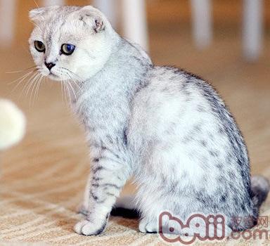 苏格兰折耳猫寿命多久