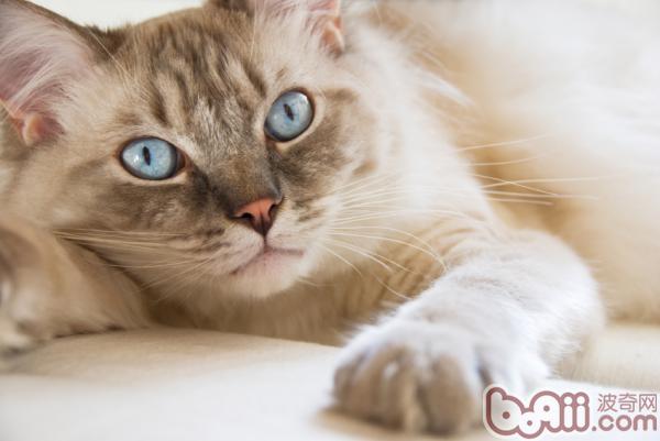 如何为10公斤的猫粮保鲜