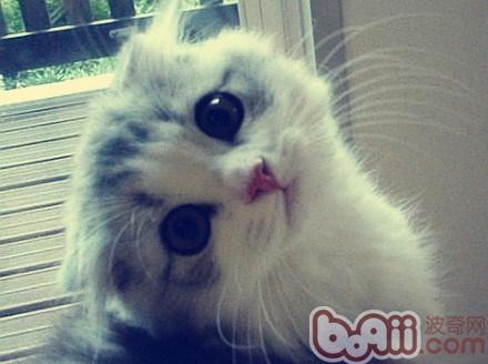 宠物猫为什么喜欢躲在角落里