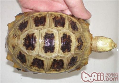 龟的智商很矮吗？