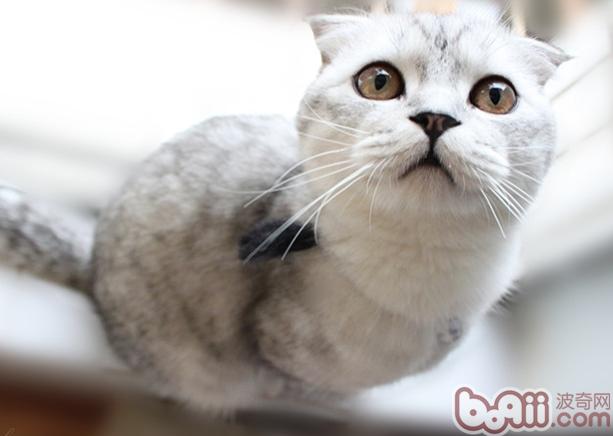 宠物猫寄养应该注意的问题