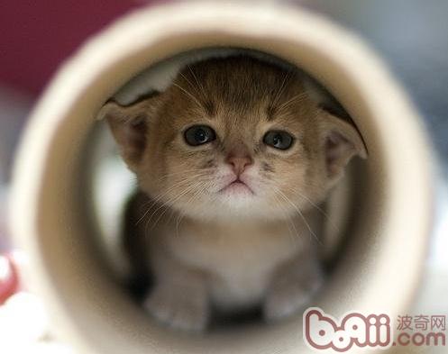 怎么样预防宠物猫发买卖外车祸