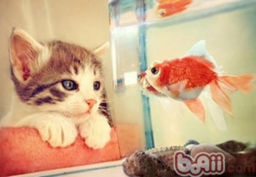 领会猫咪吃鱼问题