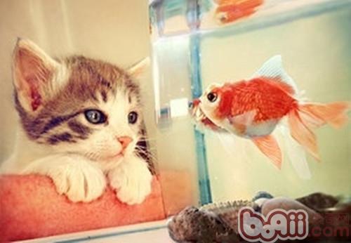 分析宠物猫吃鱼问题