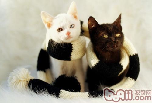 你了解宠物猫的血型吗？