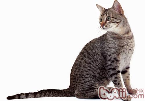 埃及猫的保养维护常识