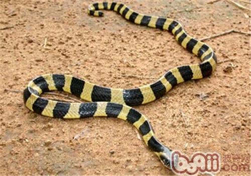 金环蛇蛇的食物可以用来在蛇园里饲养