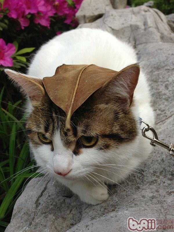 宠物猫到底需要外出遛吗