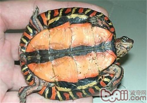 哥斯达黎加木纹龟的形态特性