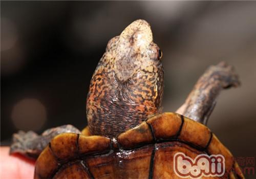 斑纹泥龟的养护重点