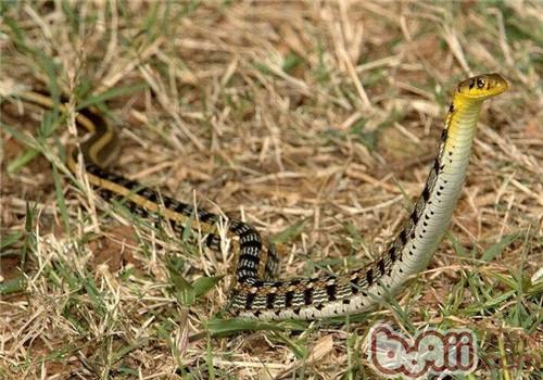 王锦蛇的生长方式是卵生,每年7月经常安排产卵,反复产卵5～1