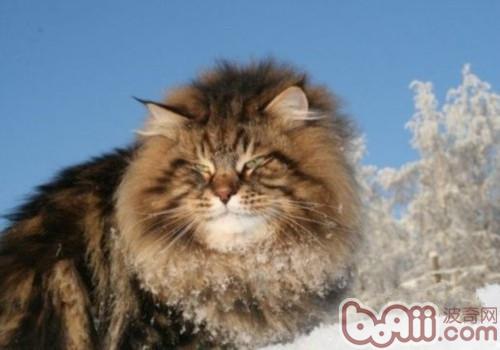 西伯利亚丛林猫的喂食央求