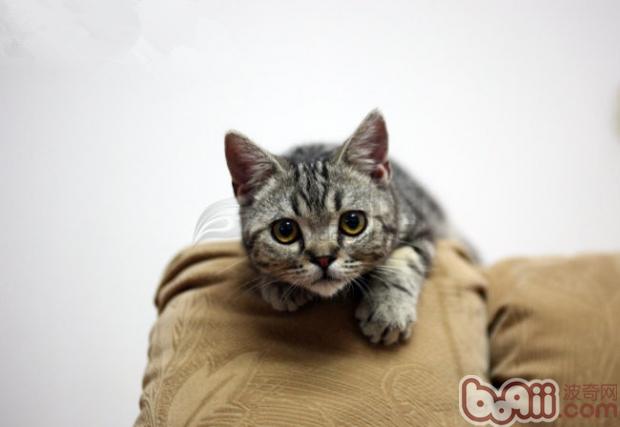 你了解宠物猫喜欢什么气味吗