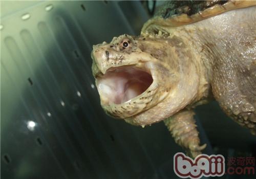 佛州拟鳄龟的表面特性