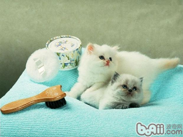 了解你的猫，宠物猫身体语言大全