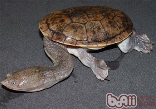 长身蛇颈龟的保护办法