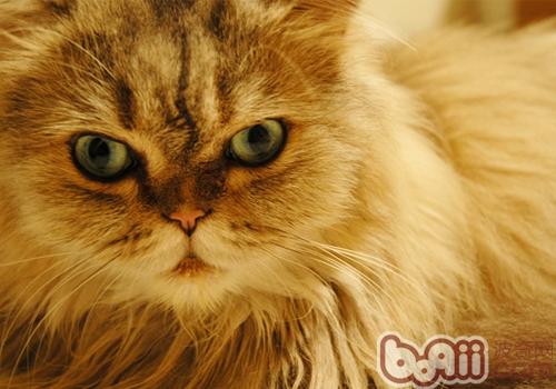 波斯猫的颜色有多少种