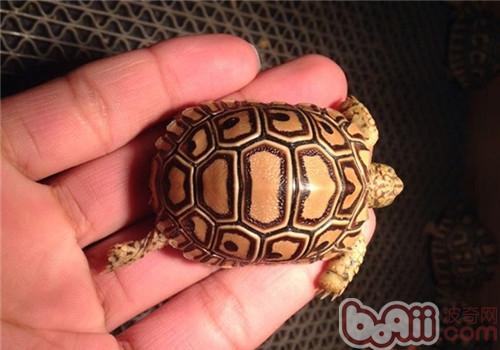 豹纹陆龟的生活环境布置
