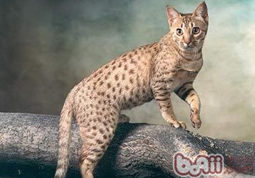 埃及猫的形态特性