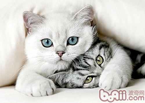 肝脏加胡萝卜，宠物猫易患佝偻病