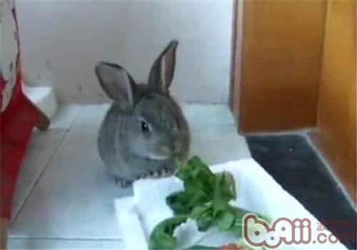 宠物兔何如吃才会更健壮