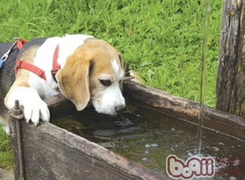 狗狗没有喝水的处理措施