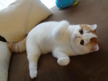 宠物猫的重压源自那几个方面