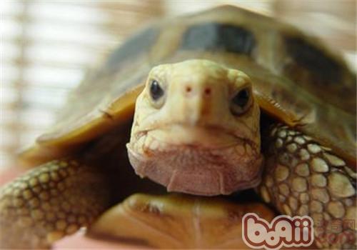 缅甸陆龟的看护常识