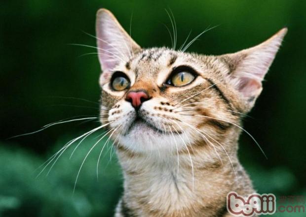 宠物猫治疗口炎的秘方