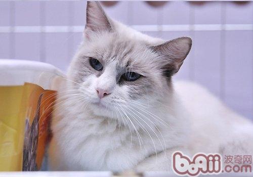 怎么样分辨伯曼猫和布偶猫