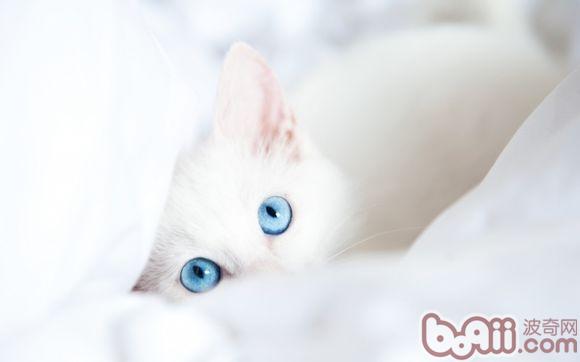 犬猫混养需注意的两个要点