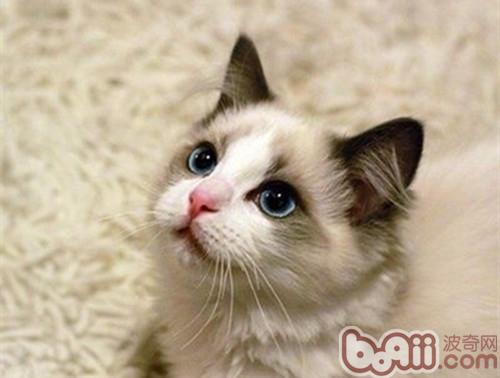 哪些原因致使布偶猫价格这样高