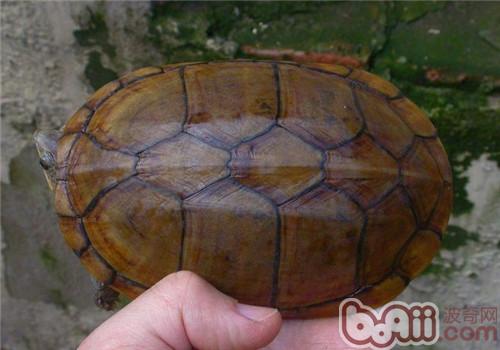 瓦哈卡泥龟的外表特性