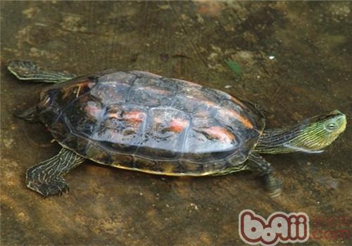 中华花龟的外表特性