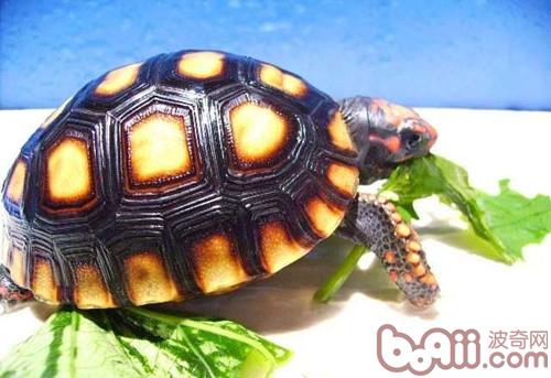 陆龟不妨吃芦荟吗？