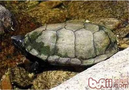 索若拉泥龟的外表特性