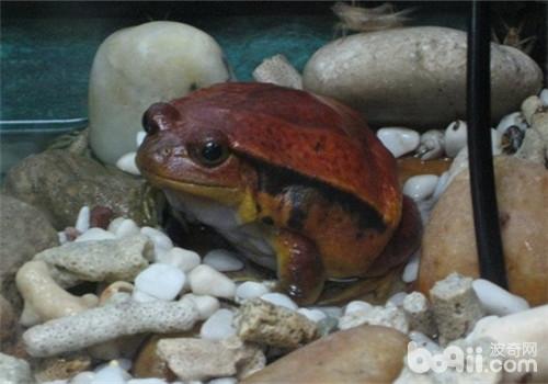 番茄蛙的形状特性