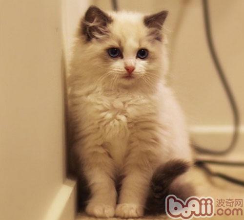 宠物猫到底喜不喜欢聊天