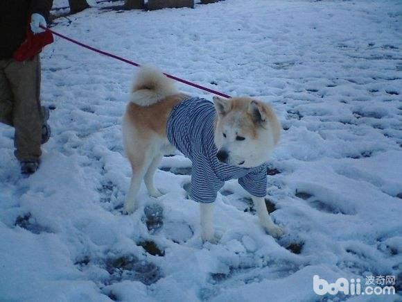 冬天怎样遛狗？冬天遛狗怎样维护狗狗爪子？