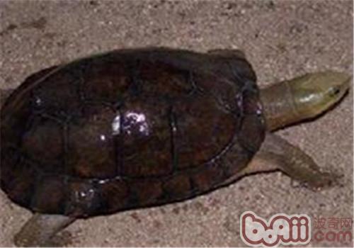 周氏关壳龟的形态特性