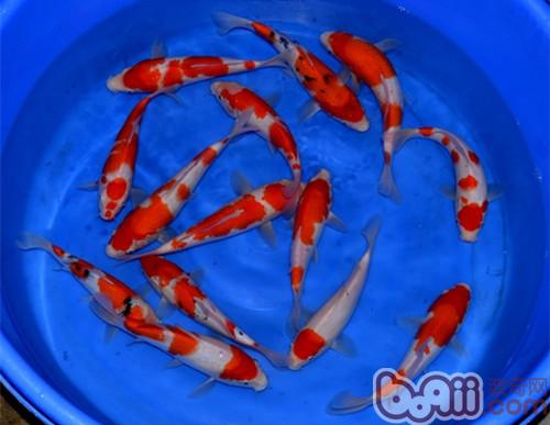 红白锦鲤运动的本质是在水中寻饵寻食
