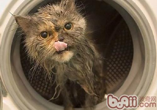 猫咪洗澡可以用人类的洗发水吗？