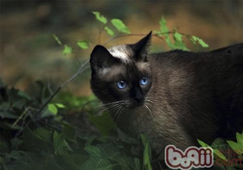 宠物猫和老鼠能否共处一室