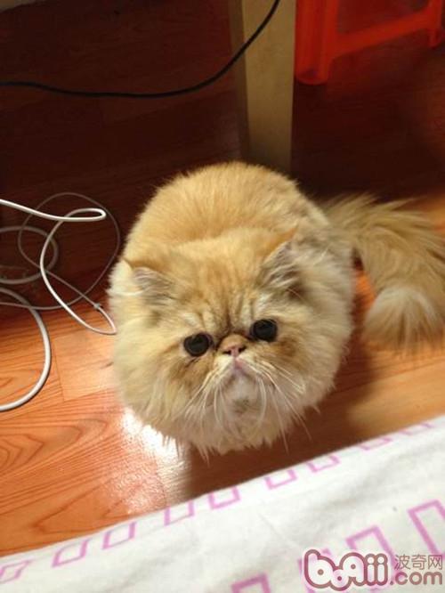 小猫咪合适放养吗